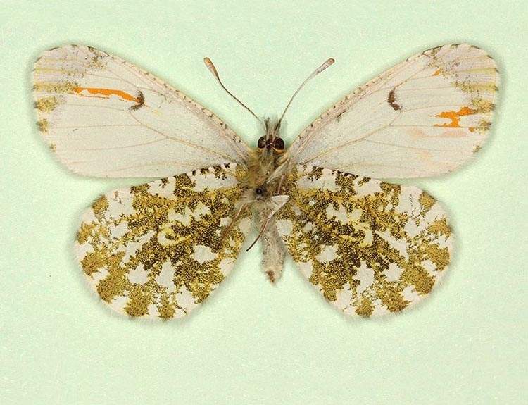 Anthocharis cardamines (gynandromorph 5) (Internet Image property of respective owner, non-commercial use only)